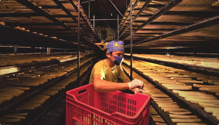 Manaram Staff collecting cooked cheese chews